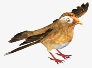 Chinese Hwamei 2 - Brambling #184912