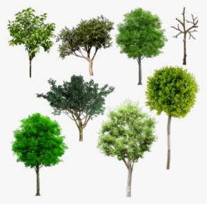 Tree Plan Png Browse > Flowers & Trees > Tree Mix Psd - Alberi Psd #185295
