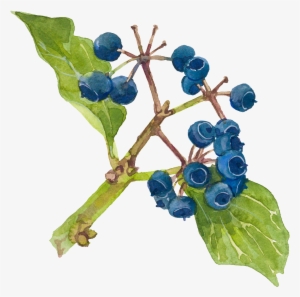 Hand Painted Watercolor Blueberry Decorative Transparent - Watercolor Painting #185938