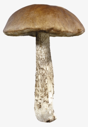 Free Png Mushroom Png Images Transparent - Mushroom With Transparent Background #185963