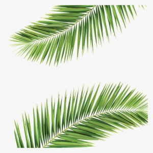 Palm Frond Transparent Background #185985