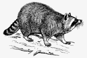 This Free Icons Png Design Of Raccoon 2 #186008