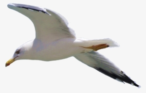 Black And White Library Png Free Download On Mbtskoudsalg - Portable Network Graphics #186034