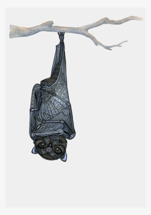 Inquisitive Bat Wonders Why You're Upside-down - Iphone #186057