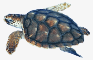 Sea Turtle Transparent Png - Turtle With No Background #186129