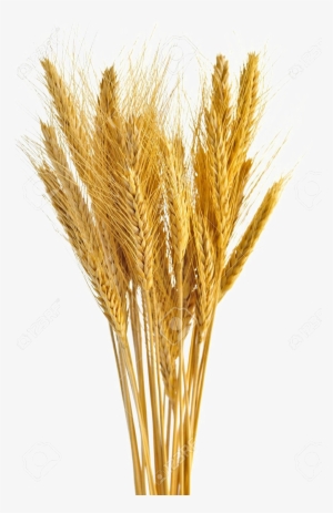 Wheat Transparent - Bunch Of Wheat #186942 Wheat Transparent - Bunch Of Wheat #186942
