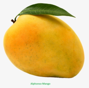 Mango Drawing Colouring - Mango Png #187092