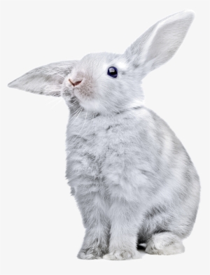 White Rabbit Png Image - Rabbit Transparent #187362