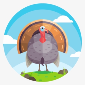Beautiful Turkey Vector - Domesticated Turkey #187414