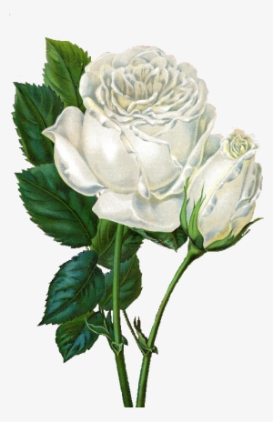 White Rose Clipart Vintage - Rose Background Simple White #187786