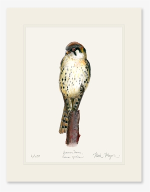 American Kestrel - Art #187827