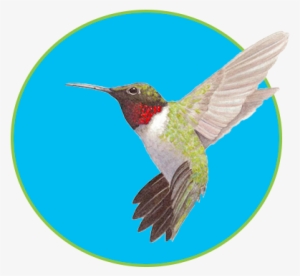 Lore Ruttan Illustration - Hummingbird Illustration #188119