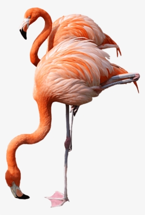 Flamingo Drinking - Flamingo Transparent #188470