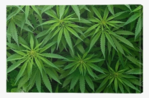 Ganja Called In English #188565