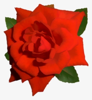 Single Red Rose Png - Bright Red Rose Png #189126