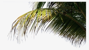 Palm On Beach Png #189220