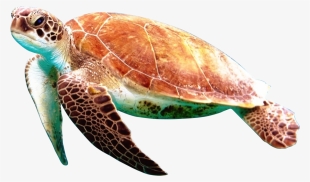 Free Png Turtle Png Images Transparent - Turtle Png #189338