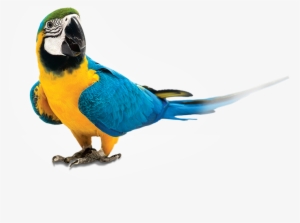 Parrot - Zupreem Fruitblend Flavor Large Parrot Bird Food 35-lb #189351