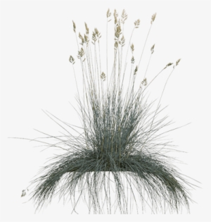 The Festuca Is Also Called Sheep Grass - Intense Blue Festuca Png #189516