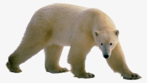 Polar Bear Clear Background #189993