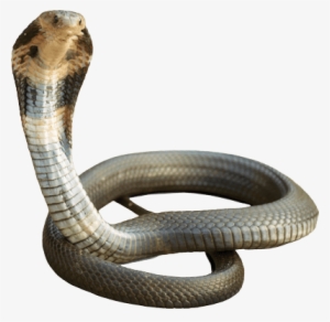 Cobra Png #1800964