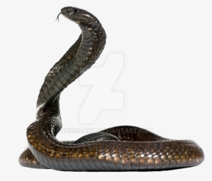 Snake Cobra Outline - Free Transparent PNG Download - PNGkey