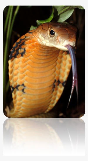 Ft De Cobra #1801227