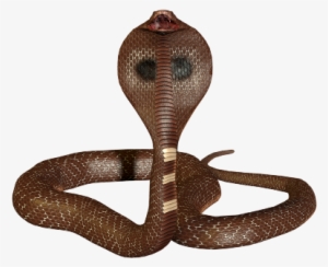 3d Snake 1 4 By Jaldabaoth-d4ogfi2 - 3d Snake #1801772