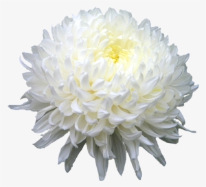 Chrysanthemum Png Hd - White Chrysanthemum Png #1803120