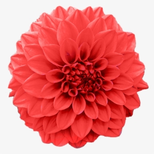 Fast Facts And Insignia - Red Chrysanthemum Flower Png #1803182