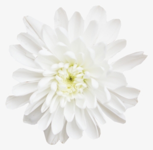 Chrysanthemums - Dahlia #1803268