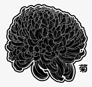 Drawing Transparent Chrysanthemum - Chrysanthemum Drawing Transparent #1803373