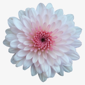 Pink And White Flower Png #1803423