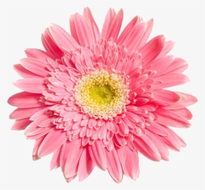Pink Daisy Like Flower Png #1803521