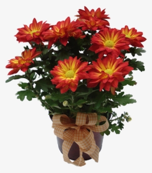 Flower Surprise Png #1803657