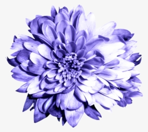 Chrysanthemums - Flor Azul Violeta Animado #1803797