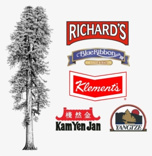 Tall Tree Foods - Giclee Painting: Van Pelt's Illustration Of Redwood #1804008