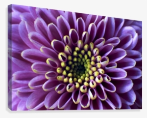 Chrysanthemum Art - African Daisy #1804029