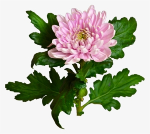 Pink Chrysanthemum Flower Shop Studio Flores - Chrysanthemum #1804108