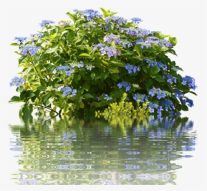Hydrangeas,hydrangea Garden, - Hortensia Bush #1804186