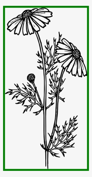 Jpg Library Stock Marvelous Daisy Chrysanthemum Png - Realistic Stem Drawings #1804188