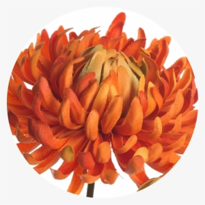 Chrysanthemum 60 Cm - Dahlia #1804215