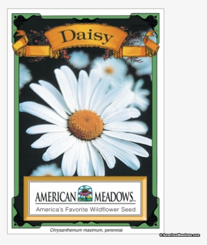 Daisy Seed Packet - Flower Seed Packets #1804279