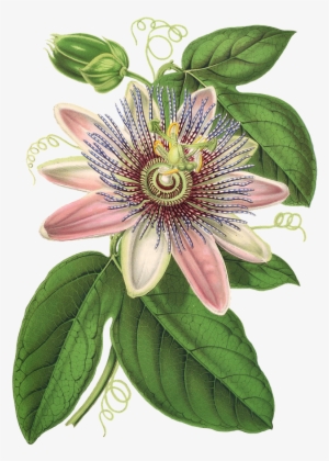 Passion Flower, Flower, Plant, Blossom, Bloom, Vintage - Passion Flower Clipart #1806581