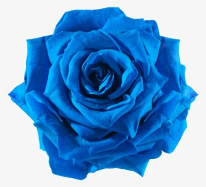 Rose Cut Flowers Transprent - Blue Flower Cut Out #1806659