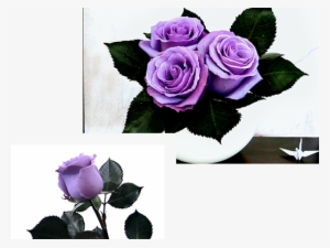 Now The Unattainable Is Here - Blue Suntory Rose Png #1807178