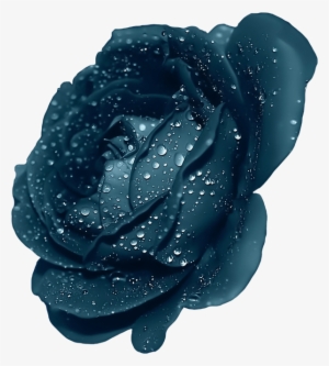 Blue Rose With Dew Clipart - Dark Blue Rose Flower #1807198
