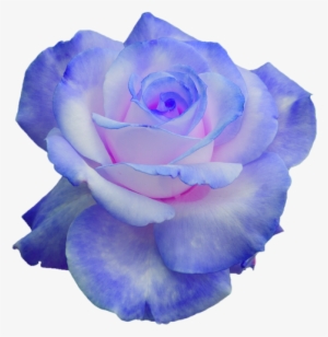 Rose Png Transparent Blumen - Purple Blue Rose Transparent #1807374 Rose Png Transparent Blumen - Purple Blue Rose Transparent #1807374
