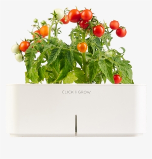 Click And Grow - Cherry Tomato Plant Png #1808500