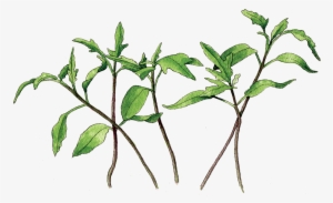 If Stored Properly These Seeds Will Remain Viable For - Berkeley #1808523